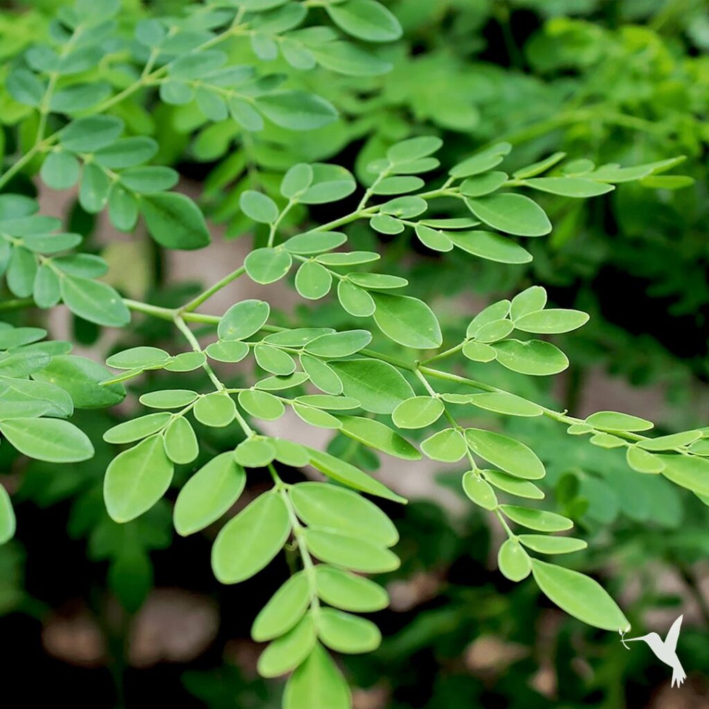 Benefits of Moringa For Breastfeeding Mothers