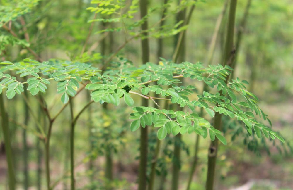 Moringa